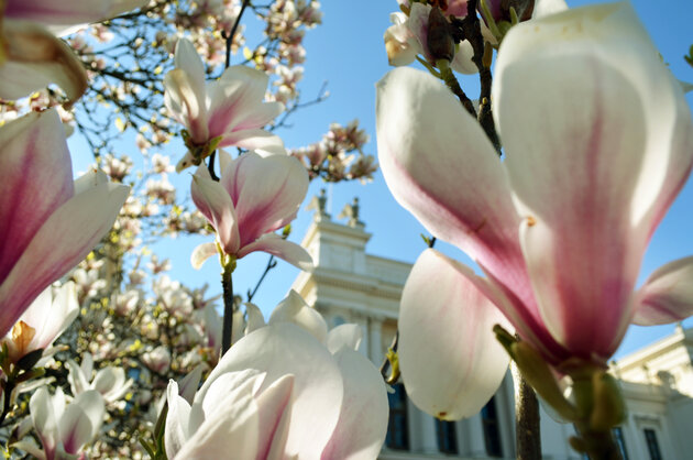 Magnolia och universitetshuset. Foto.