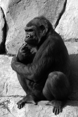 Foto: Ben Pollard from Bristol, CT (Deep in thought), via Wikimedia Commons