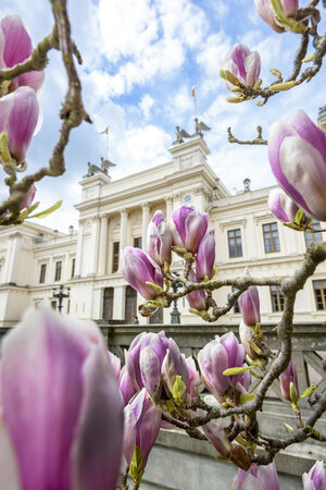 Universitetshuset med magnolior. Foto: Kennet Ruona