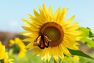 Fjäril på solros, en sommardag. Foto: Adobe Stock.